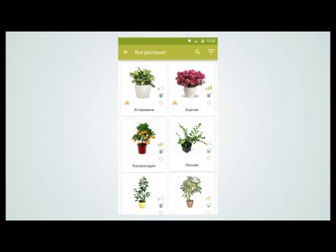 Комнатные растения Video