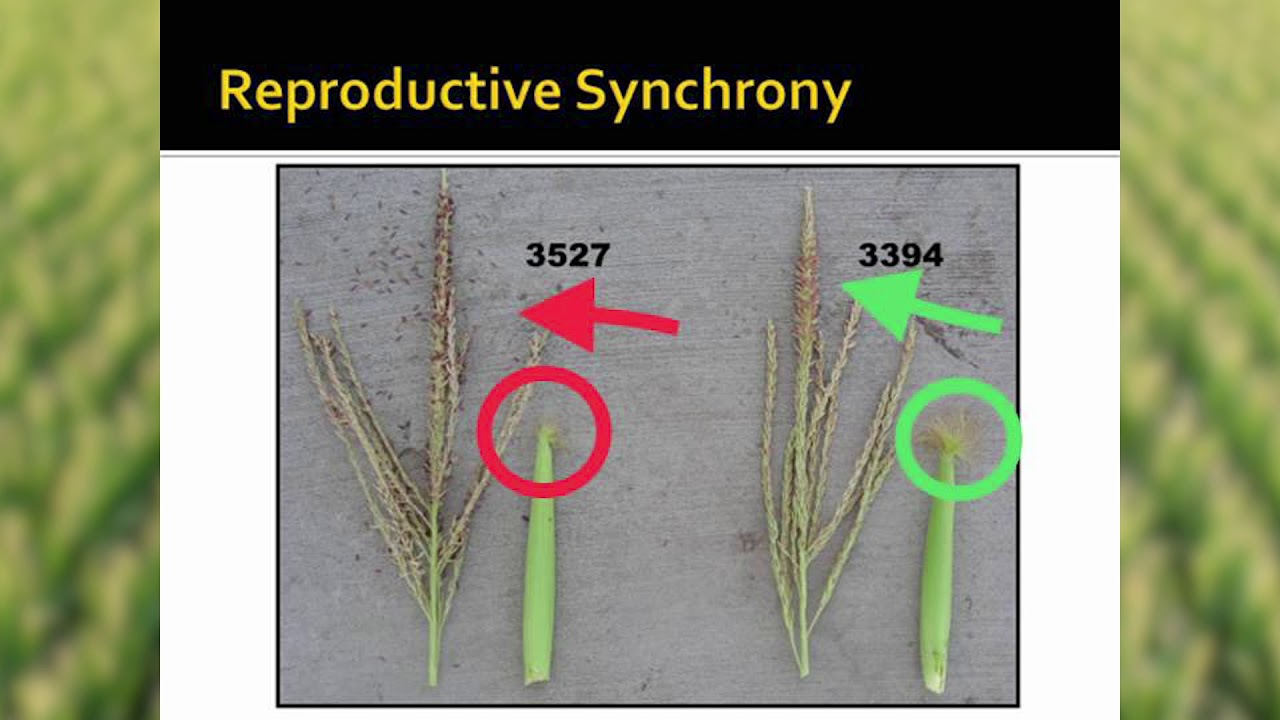 Optimal Corn Pollination