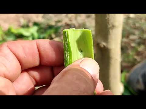 Grafting orange trees in October (only for warm areas)