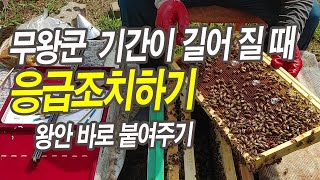 왕대 실패 등으로 무왕군 기간이 길어 질 때 응급조치하기, 산란성일벌 예방 및 왕대 조성