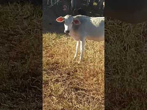 exclusivos entre Doverlândia Goiás
