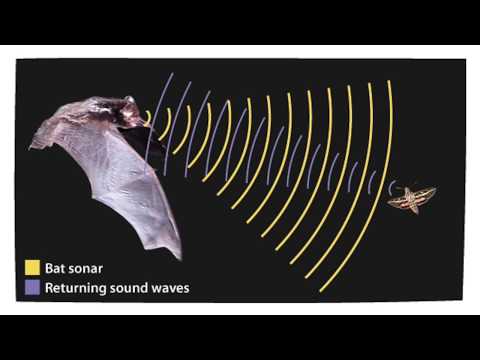 Nebenfachpraktikum Physik: 14 - Ultraschall