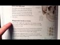 Biologi Sid 159 Skelettet