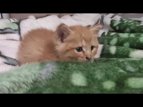 Orange Tabby Meowing