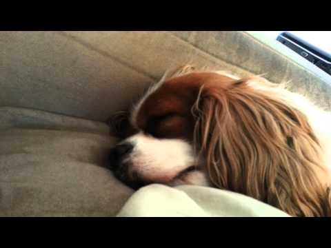 Sleeping Cavalier King Charles Spaniel - SNORING too!!