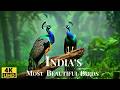 The Most Beautiful Birds Of India 4K Exotic Tropical Birds In Action