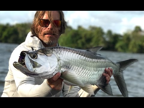 Fly fishing tarpons in the pacific ocean
