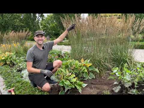 How to Create a New Flower Bed (for free) | Dividing Perennials in Autumn | Perennial Garden
