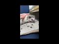 ハリネズミ(国産ベビー:スニップ♂ )のYouTubeサムネイル画像