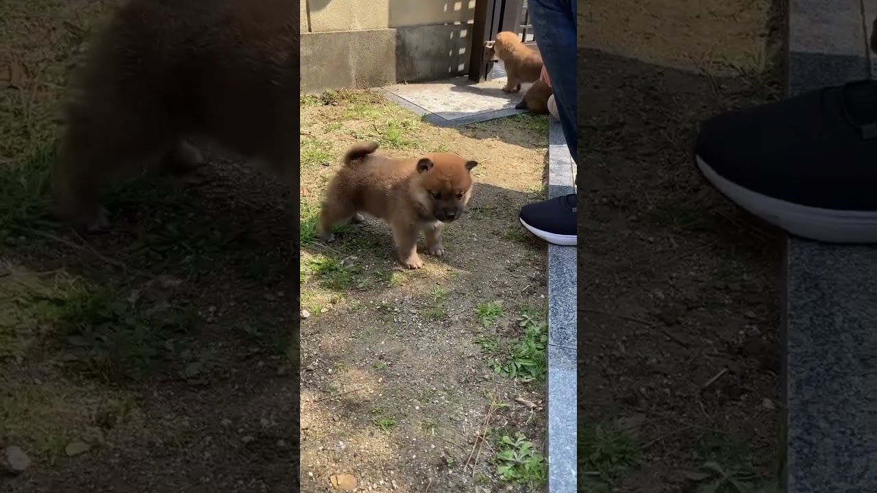 ID4633 赤♂ shiba inu puppy  red male #柴犬  #puppy