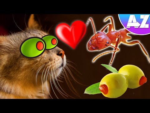 Why Cats LOVE Ants! ...and also Olives