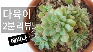 다육이 2분 리뷰! 메비나(에케베리아속) succulent 183화 #해맑은TV