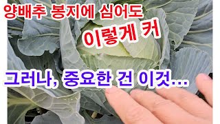양배추 봉지에 심어도 이렇게 커... 그러나 중요한 건 이거라고 생각합니다.(텃밭농사 짓는 이유, 텃밭농사 …