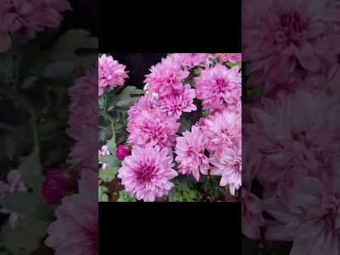 beautiful flowers #song #love #music