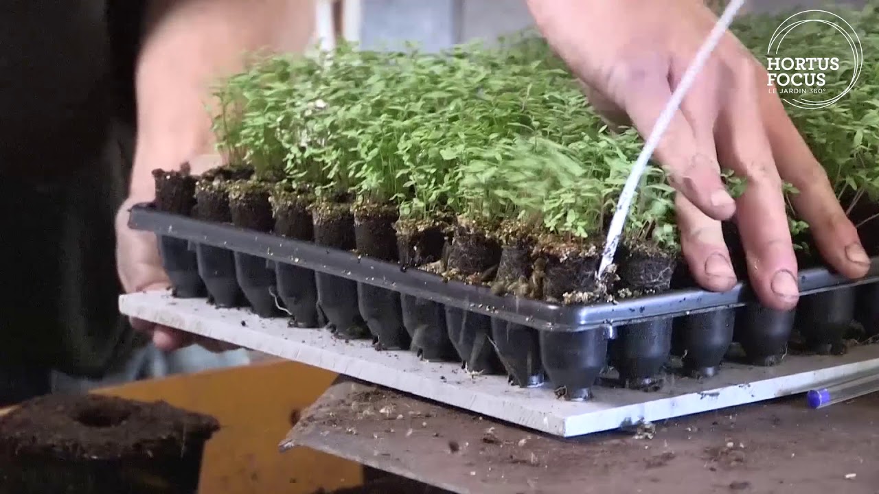 Profession pépiniériste