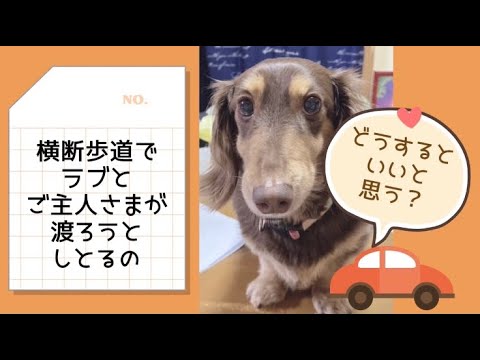 ワンワンU・x・Uお悩み相談室6️⃣1️⃣〜敦賀市「ラブちゃん」#横断歩道に近付いたら渡ろうとしてる人がいないか確認を🚶‍♂️🚶‍♂️🚶‍♂️
