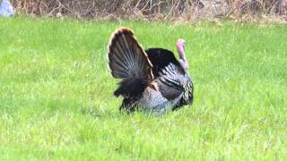The mating dance of the American Wild Turkey