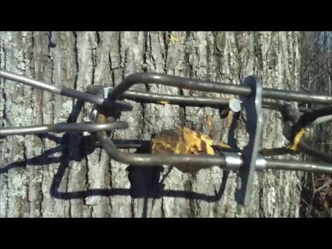 Squirrel trapping with a 110 Conibear