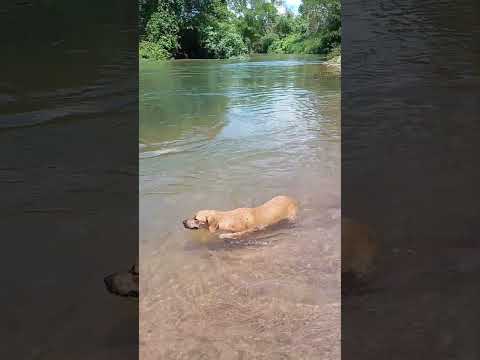 refrescando nas águas do Rio Palma #tocantins #combinado