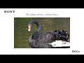 Sony | Cyber-shot | RX10 IV - Super slow motion for birding