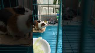 Guinea Pig Rodents Videos