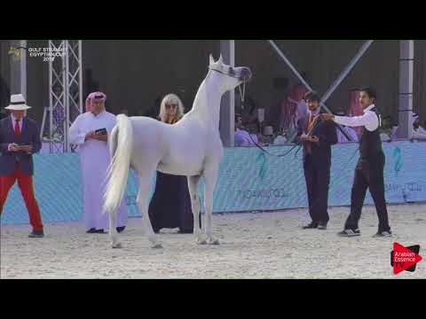 145 HATTAN AL MOHAMADIA   Gulf SE Cup 2018