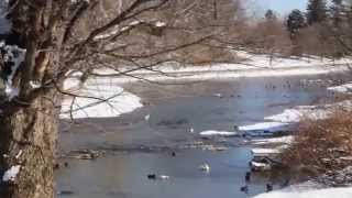preview picture of video 'Winter at the Boiling Springs Lake, Cumberland County, PA'