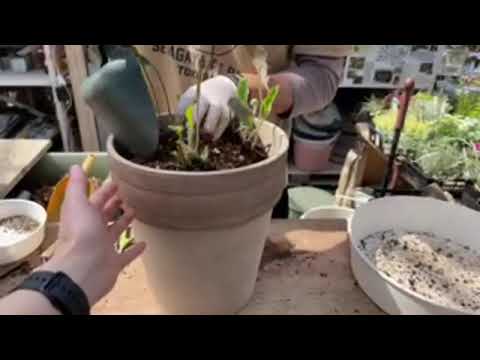 ガーベラの植え方は？雄大な花を育てるために知っておくべきことすべて  庭園