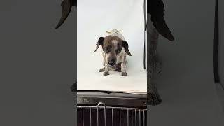 Video preview image #1 Feist Terrier-Rat Terrier Mix Puppy For Sale in Benton, LA, USA