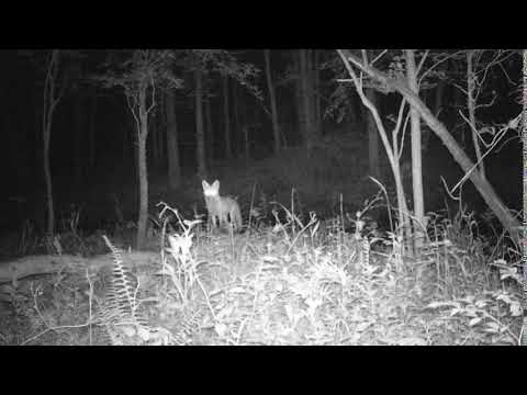 Red Fox Screaming at Night