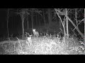 Red Fox Screaming At Night