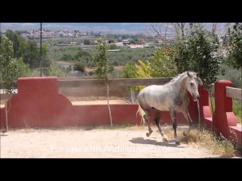 Gorgeous Andalusian