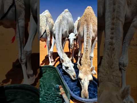 قدرة الجمل الخارقة بالصحراء!🏜️