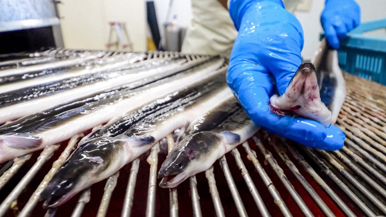 【大量生産】１日に１万匹のうなぎを捌いて蒲焼にする巨大うなぎ工場に密着！