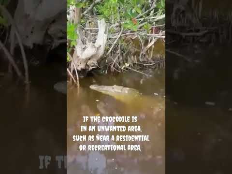 If the crocodile is in an unwanted area, such as near a residential or recreational area,