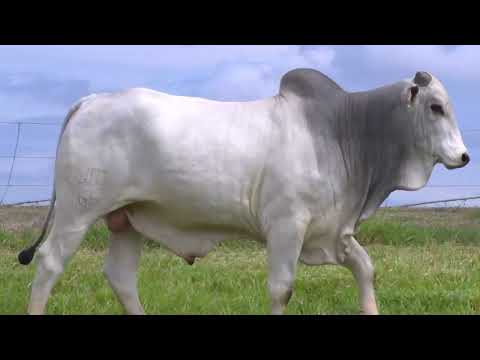 RUDIME DA SANTO ANGELO