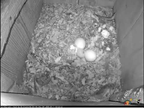 Indiana Barred Owlet #1 on cam debut 4/11/20