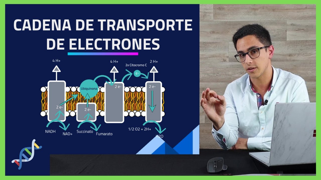 Respiracion Celular💥 Cadena Transportadora de ELECTRONES paso a paso 🧪BIOQUIMICA🧪 #003