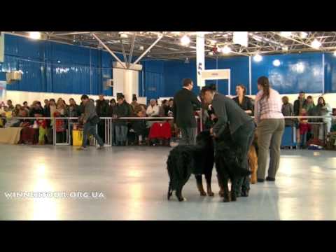 Stark & Yarel CACIB Moldova