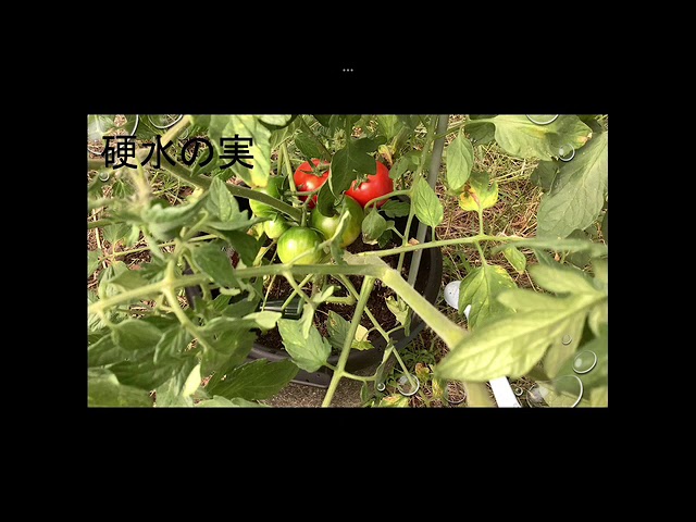 硬水と軟水で植物の成長に違いはあるのか