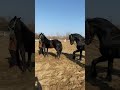 Wild Horse Mare Revolutionizing Young Foals Future Stallions Horses Shorts 4425
