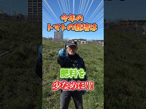 トマトの一般的な病気: それらを予防、認識、治療するにはどうすればよいですか?  庭園