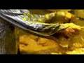 The Adventures Of Food Boy Official Trailer