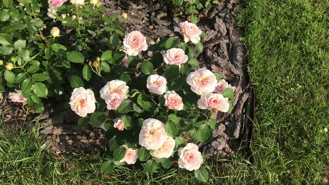 Такая необычная англичанка Инглиш Гарден!! Rose  English Garden