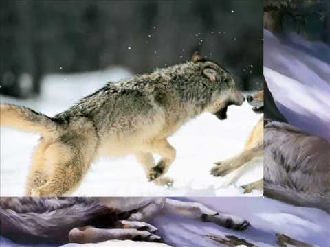 LOBO DOMESTICADO, JOAN SEBASTIAN