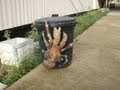 Pollution Responsible for Huge Super Crabs? 