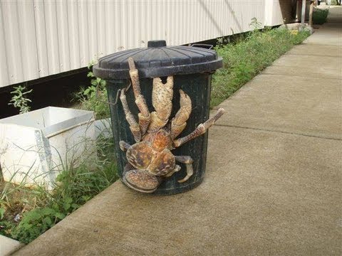 汙染要為巨大的超級螃蟹負責？ (Pollution Responsible for Huge Super Crabs?)