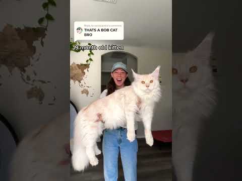 Giant maine coons for sale