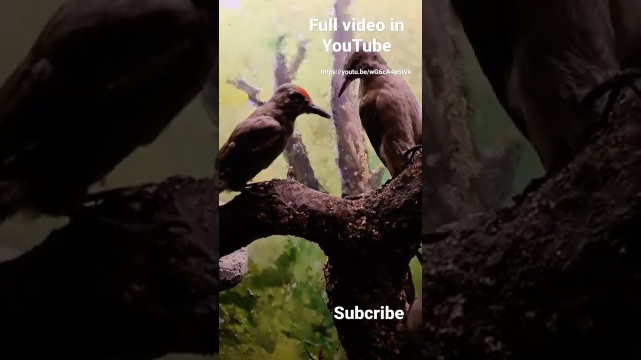 YouTube Short thumbnail