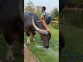 ​Unbelievable! Little Boy Climbs a Massive Buffalo 🐄 #shorts